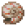 NAUTILUS_SHELL